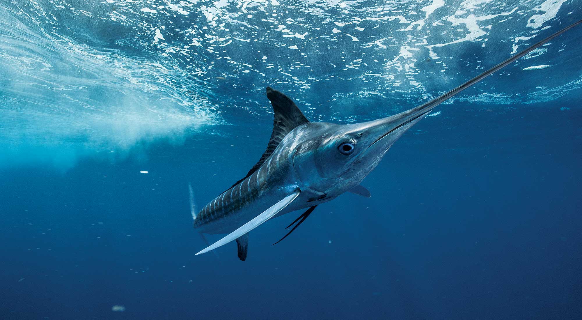 Torneo de Pesca de Marlin Blanco Cap Cana 2026