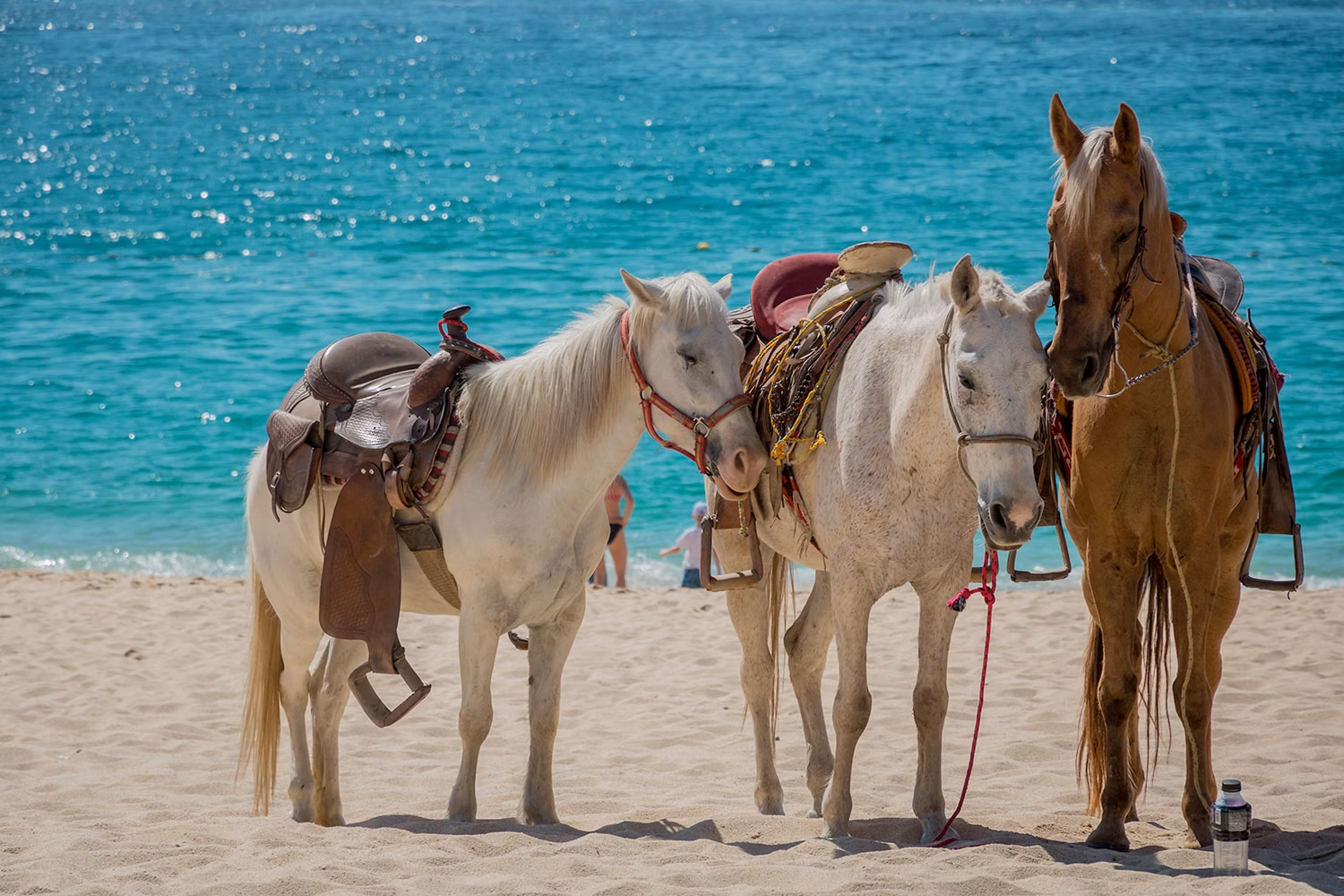 Horseback Beach Riding — 2
