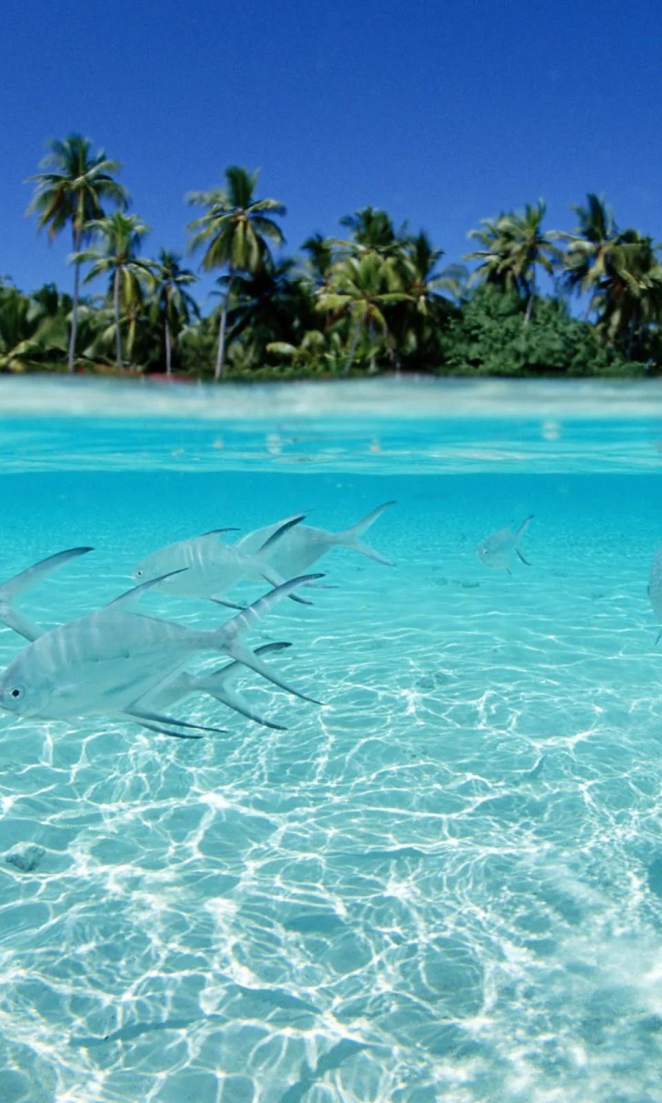 Le migliori escursioni giornaliere da Punta Cana (2026)