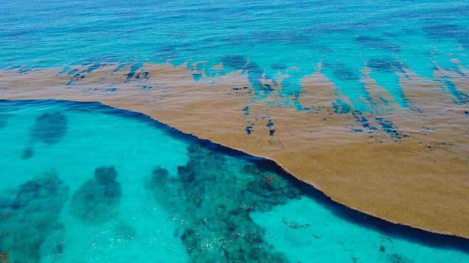 Punta Cana Seaweed (Sargassum) Guide 2026: Best Months & Beaches
